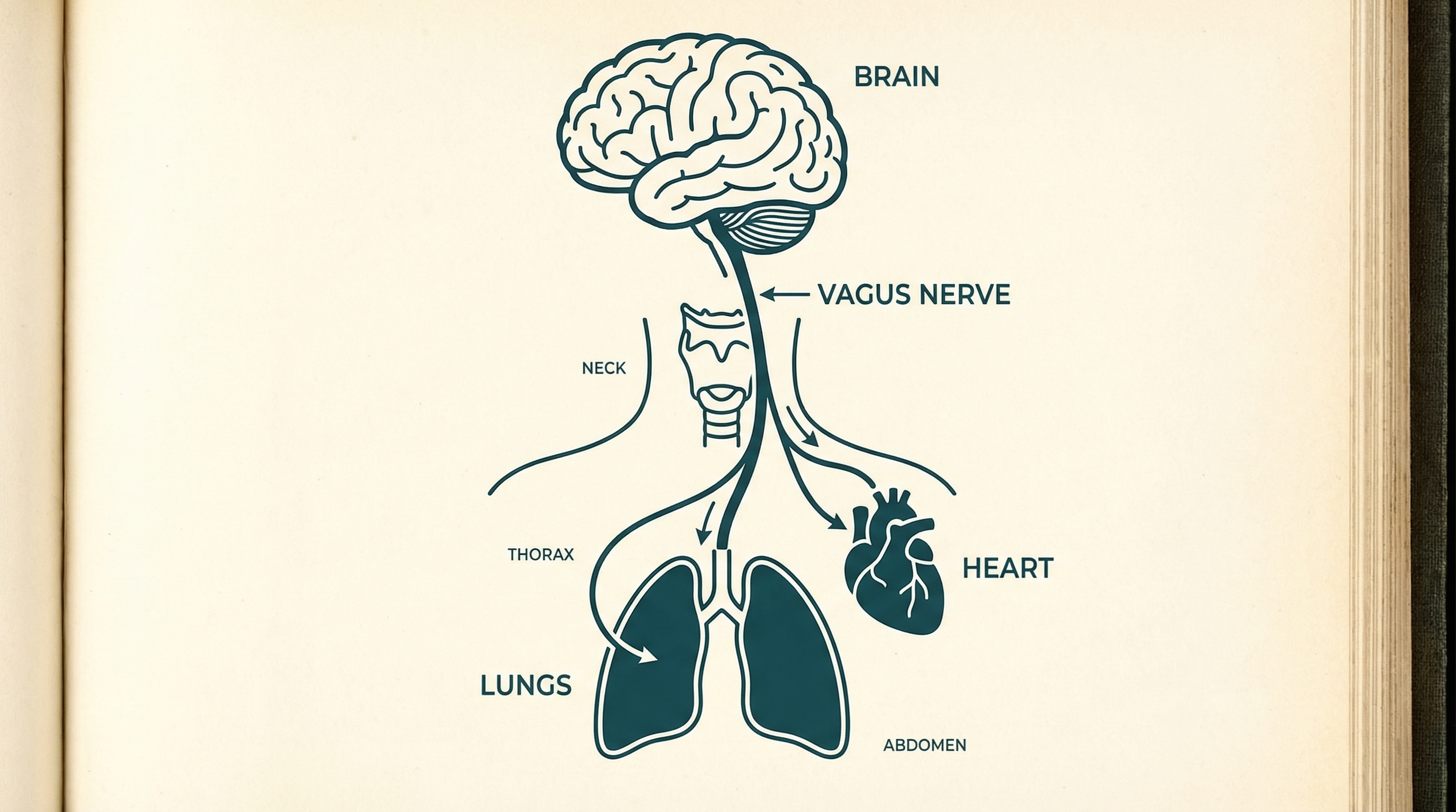 Medical diagram of the vagus nerve pathway from brain to heart and lungs, clean anatomical illustration in dark teal on off-white