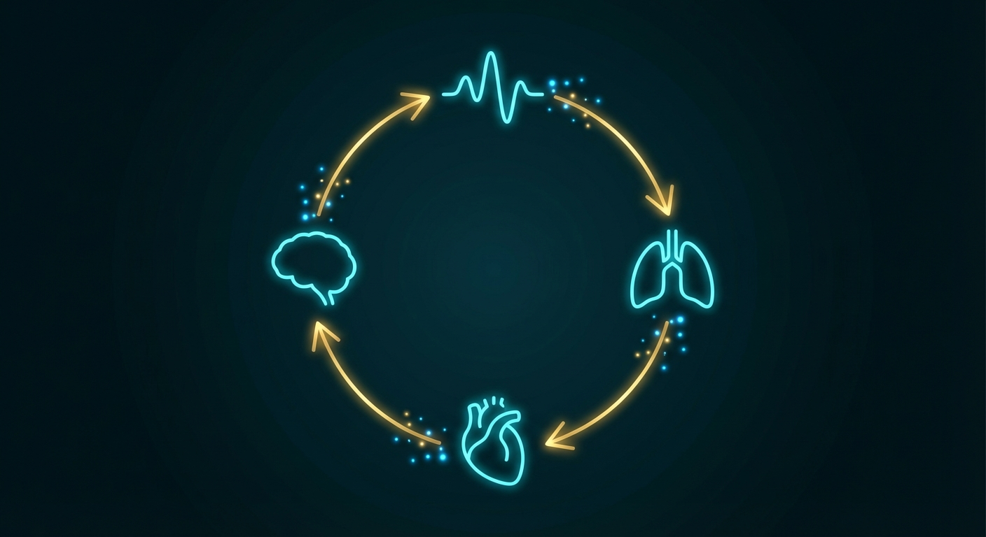 The HRV-Breath feedback loop